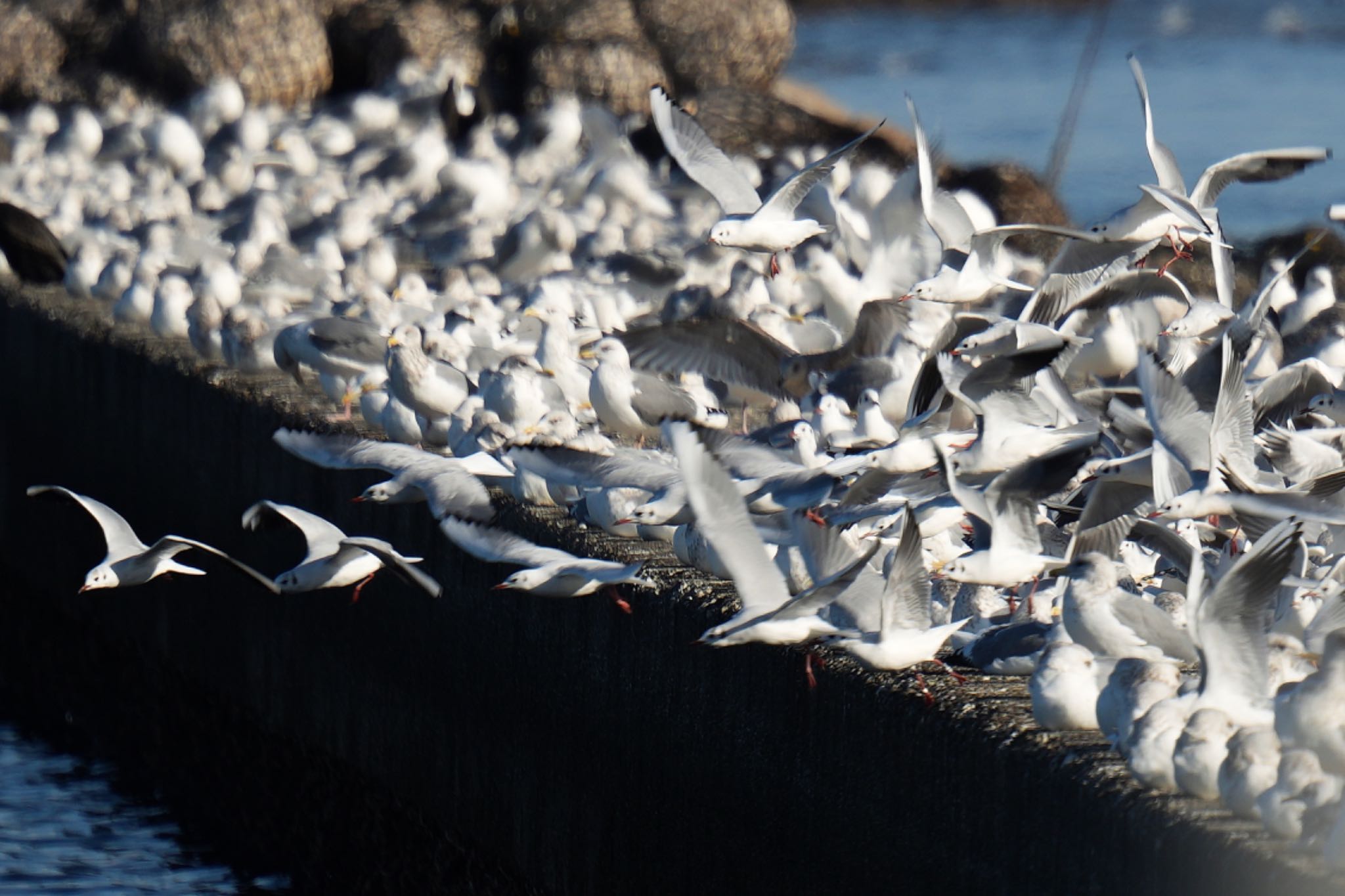 Black-headed Gull