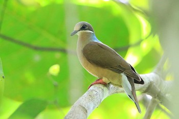 White-eared Brown Dove PICOP(PHILIPPINE) Sun, 3/18/2018