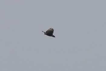 Blyth's Hawk-Eagle Fraser's Hill Tue, 3/7/2023