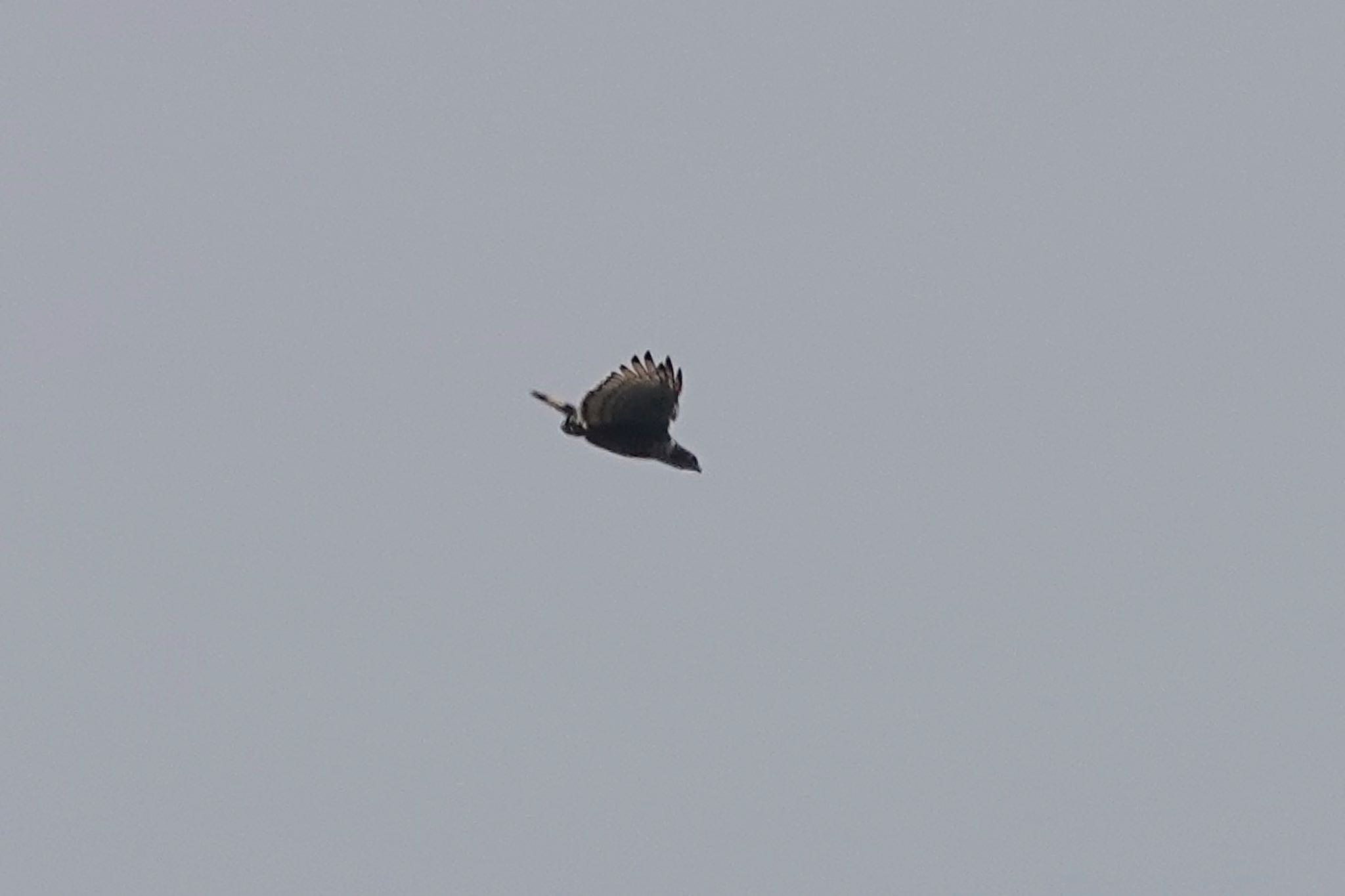 Photo of Blyth's Hawk-Eagle at Fraser's Hill by のどか