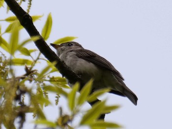 Asian Brown Flycatcher 秩父 Fri, 4/14/2023