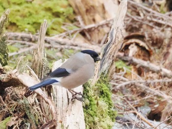 2023年4月14日(金) 富士山5合目お中道の野鳥観察記録