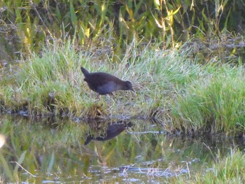 ミナミクロクイナ Jerrabomberra Wetland, Canberra, ACT, Australia 2023年4月14日(金)