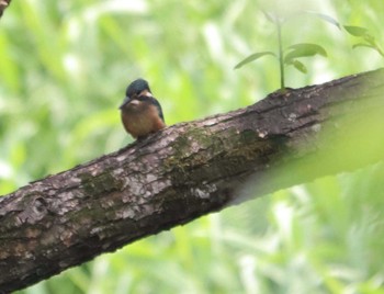 カワセミ 群馬県高崎市 2018年5月28日(月)