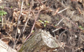 Eurasian Wren 安中市 Fri, 4/14/2023