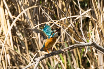 カワセミ こども自然公園 (大池公園/横浜市) 2023年4月1日(土)