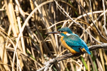 カワセミ こども自然公園 (大池公園/横浜市) 2023年4月1日(土)