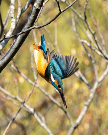 カワセミ こども自然公園 (大池公園/横浜市) 2023年4月1日(土)