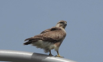 Eastern Buzzard 伊勢崎市 Fri, 4/14/2023