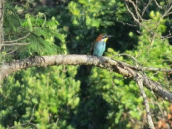 European Bee-eater ザンビア Unknown Date