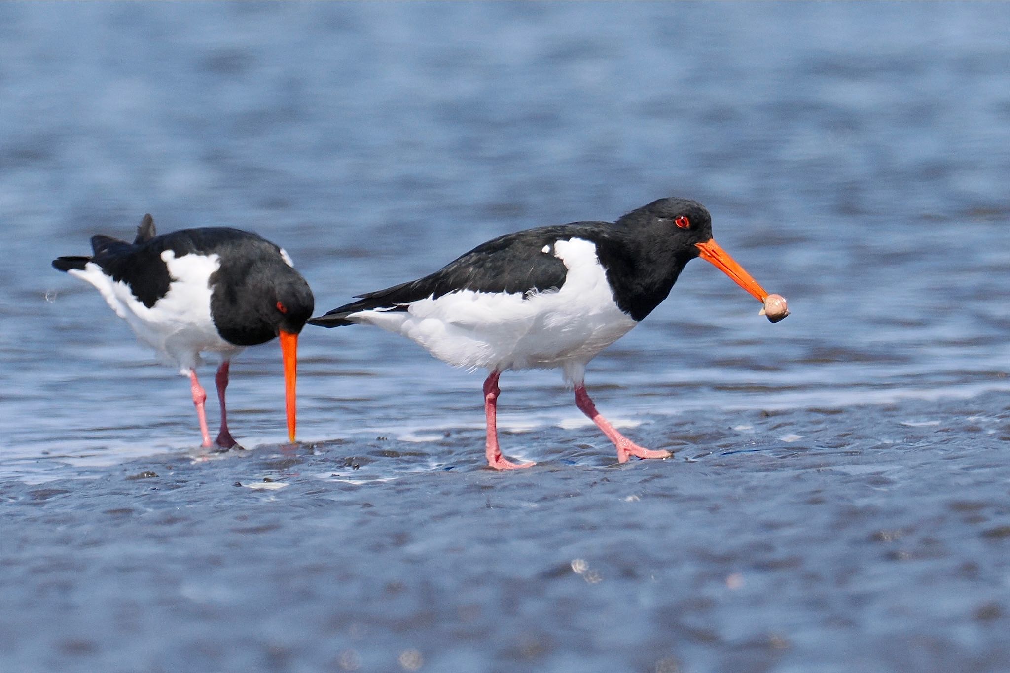 ふなばし三番瀬海浜公園 ミヤコドリの写真