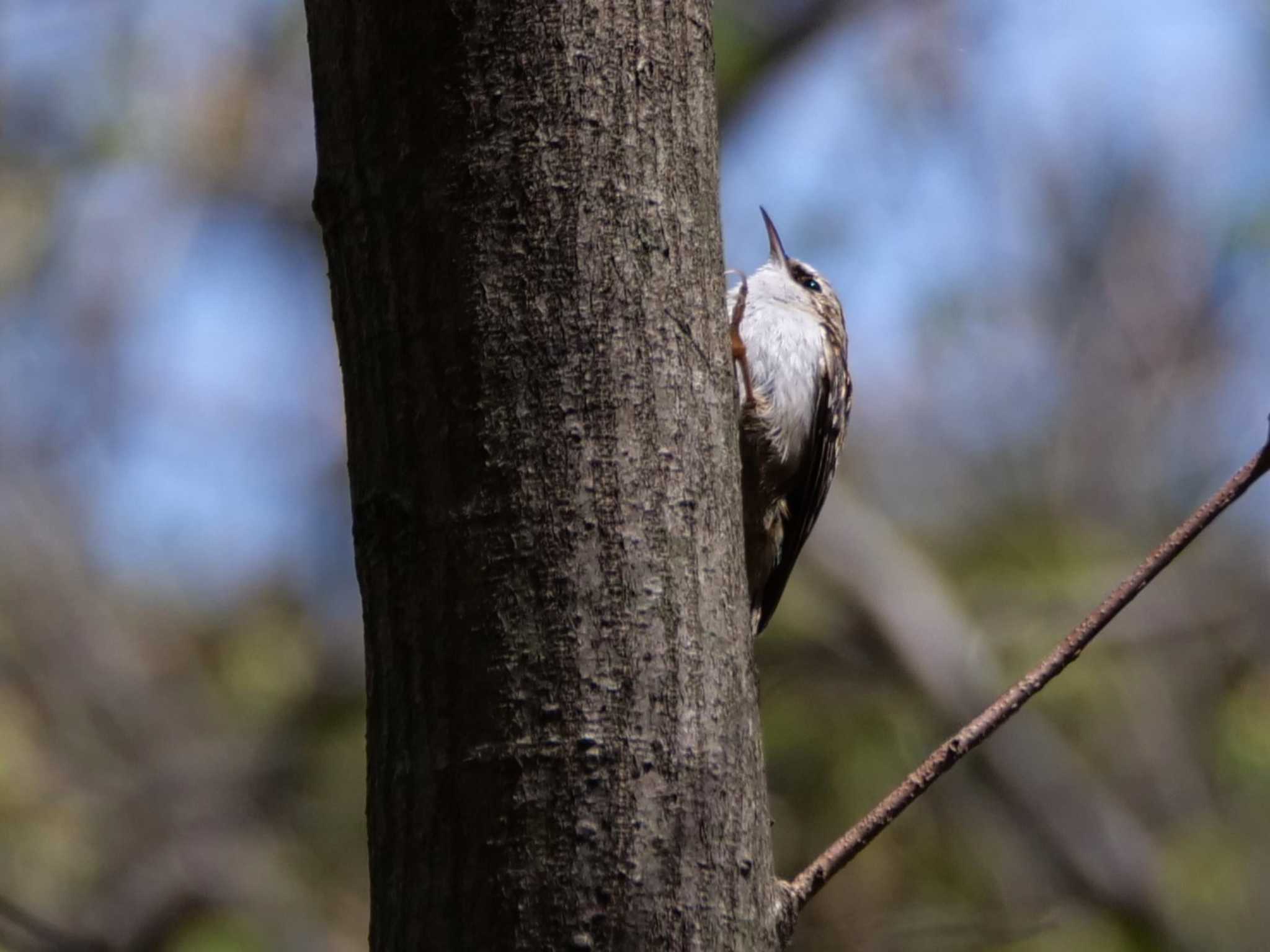 秩父 キバシリの写真 by little birds