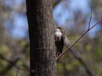 Eurasian Treecreeper 秩父 Tue, 4/11/2023