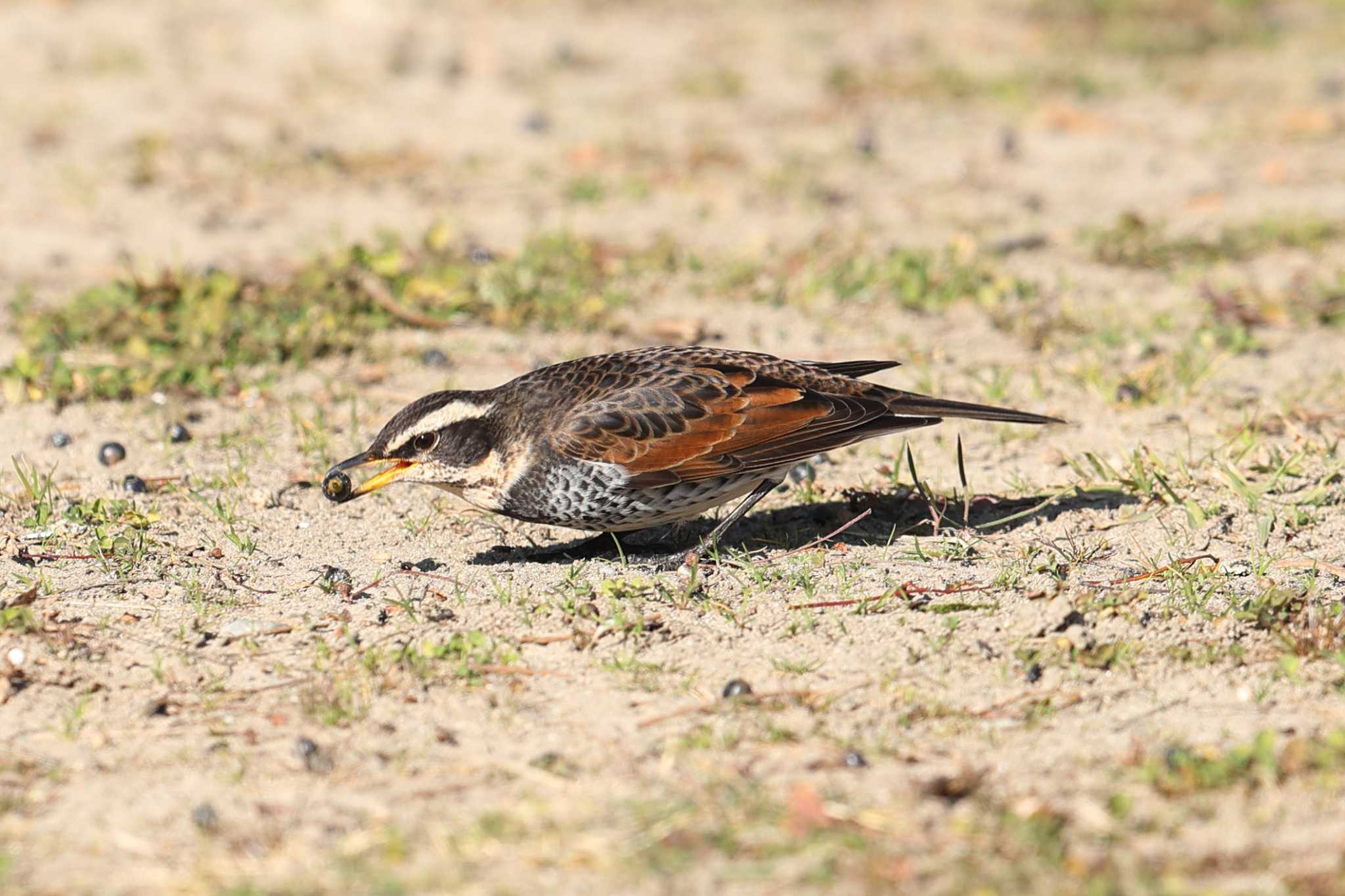 明石公園のツグミ