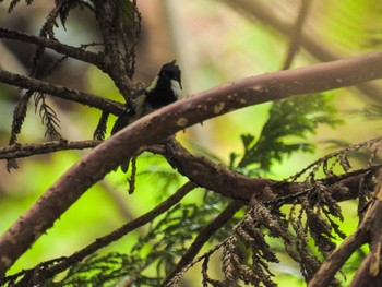 Coal Tit 菩提樹寺山 Fri, 4/14/2023