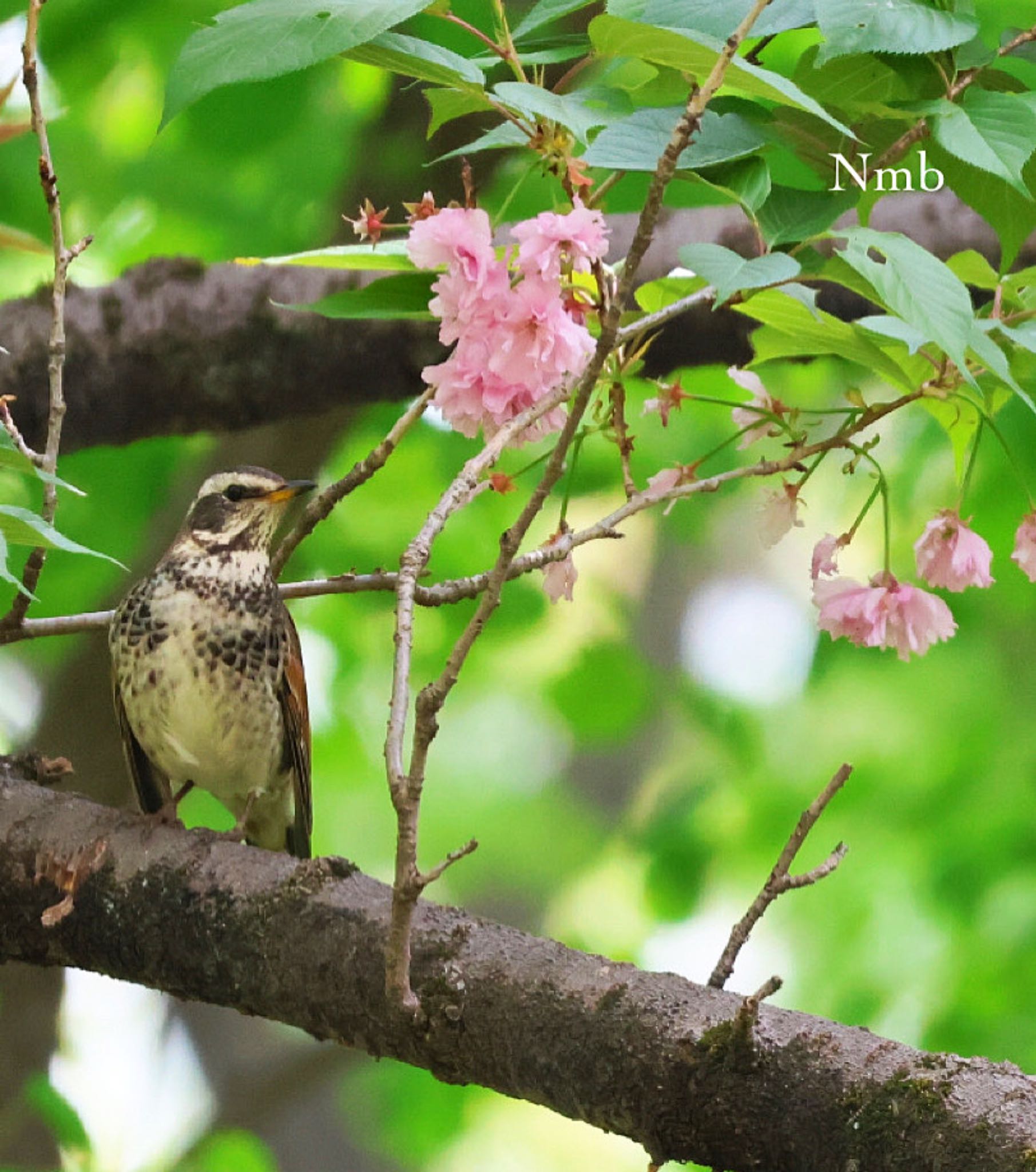 Photo of Dusky Thrush at  by soul.number.358
