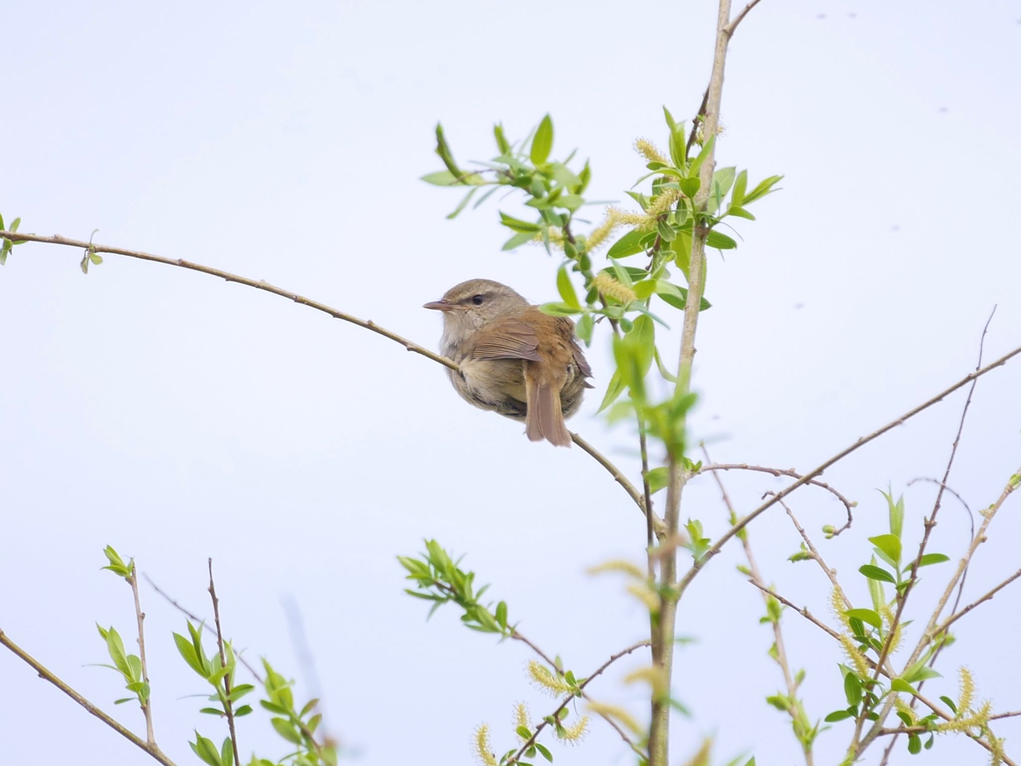 Photo of Japanese Bush Warbler at 多摩川 by のーべる