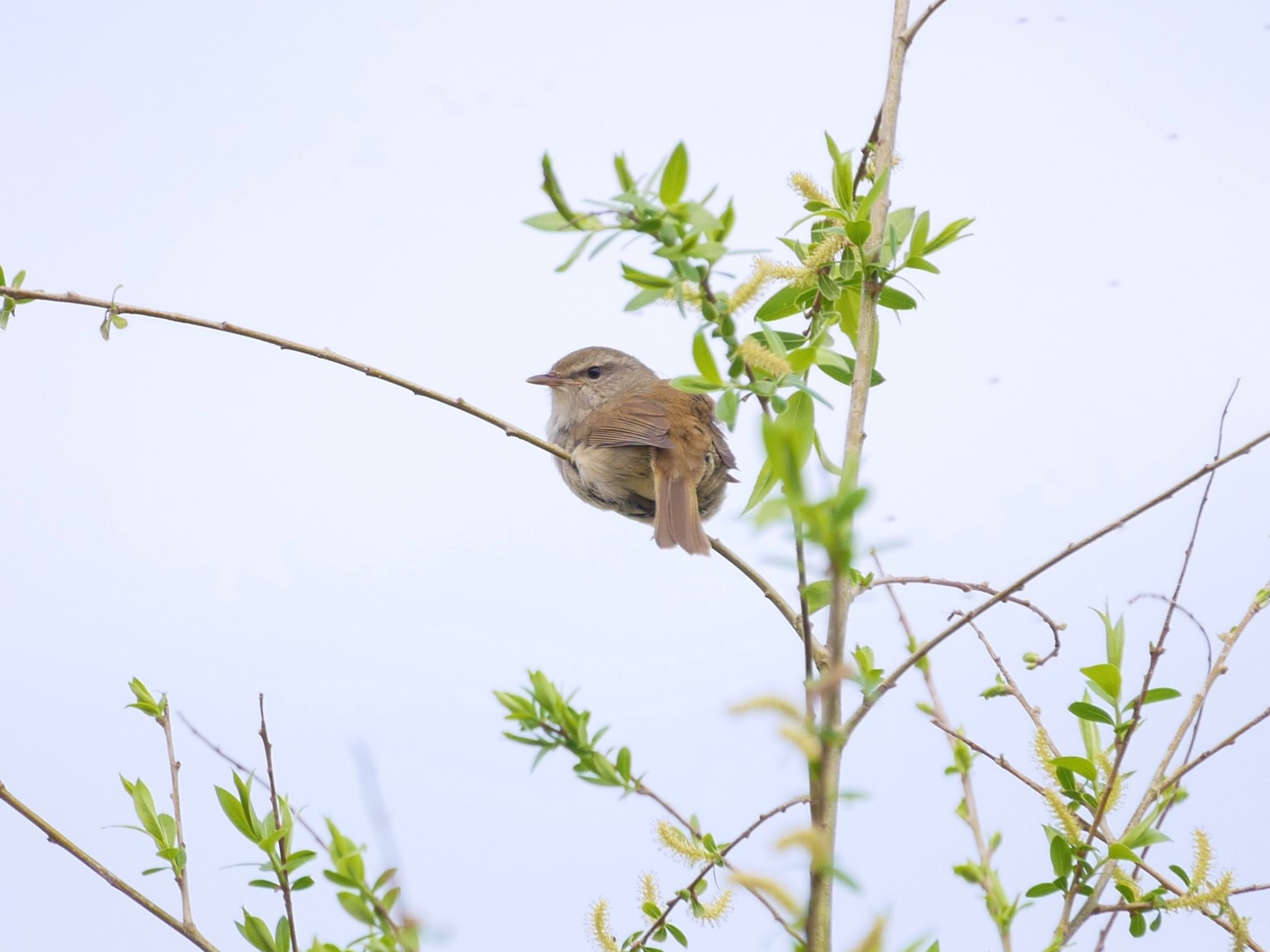 Japanese Bush Warbler