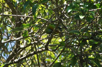 Orange-bellied Leafbird Fraser's Hill Tue, 3/7/2023