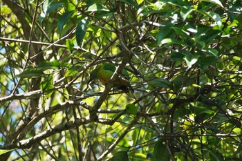 Orange-bellied Leafbird Fraser's Hill Tue, 3/7/2023