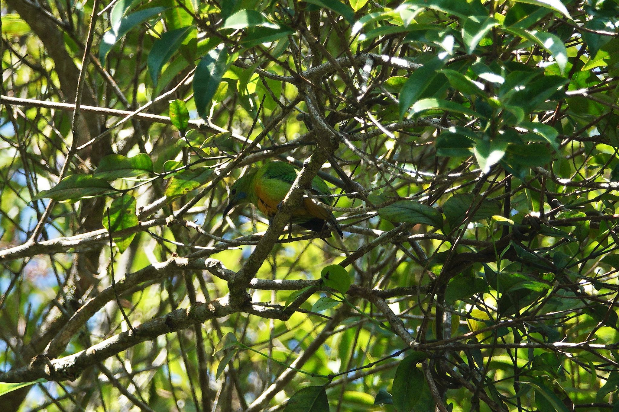 Orange-bellied Leafbird