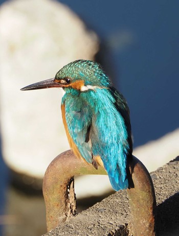 カワセミ 浅井山公園 2023年2月27日(月)