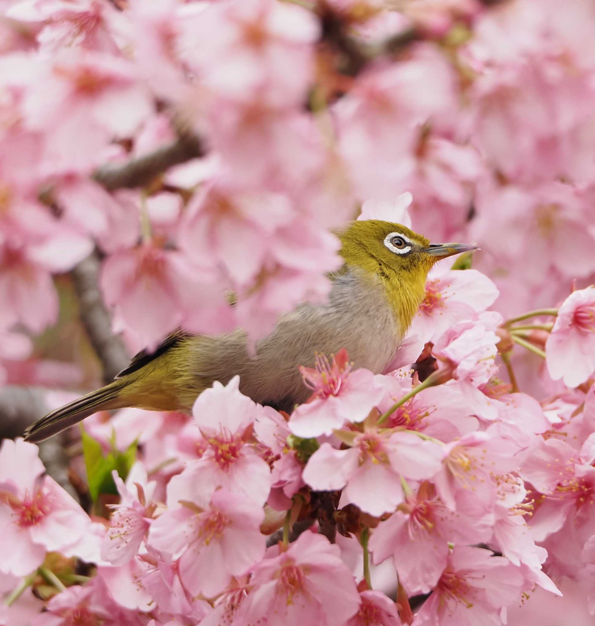 萬葉公園 メジロの写真