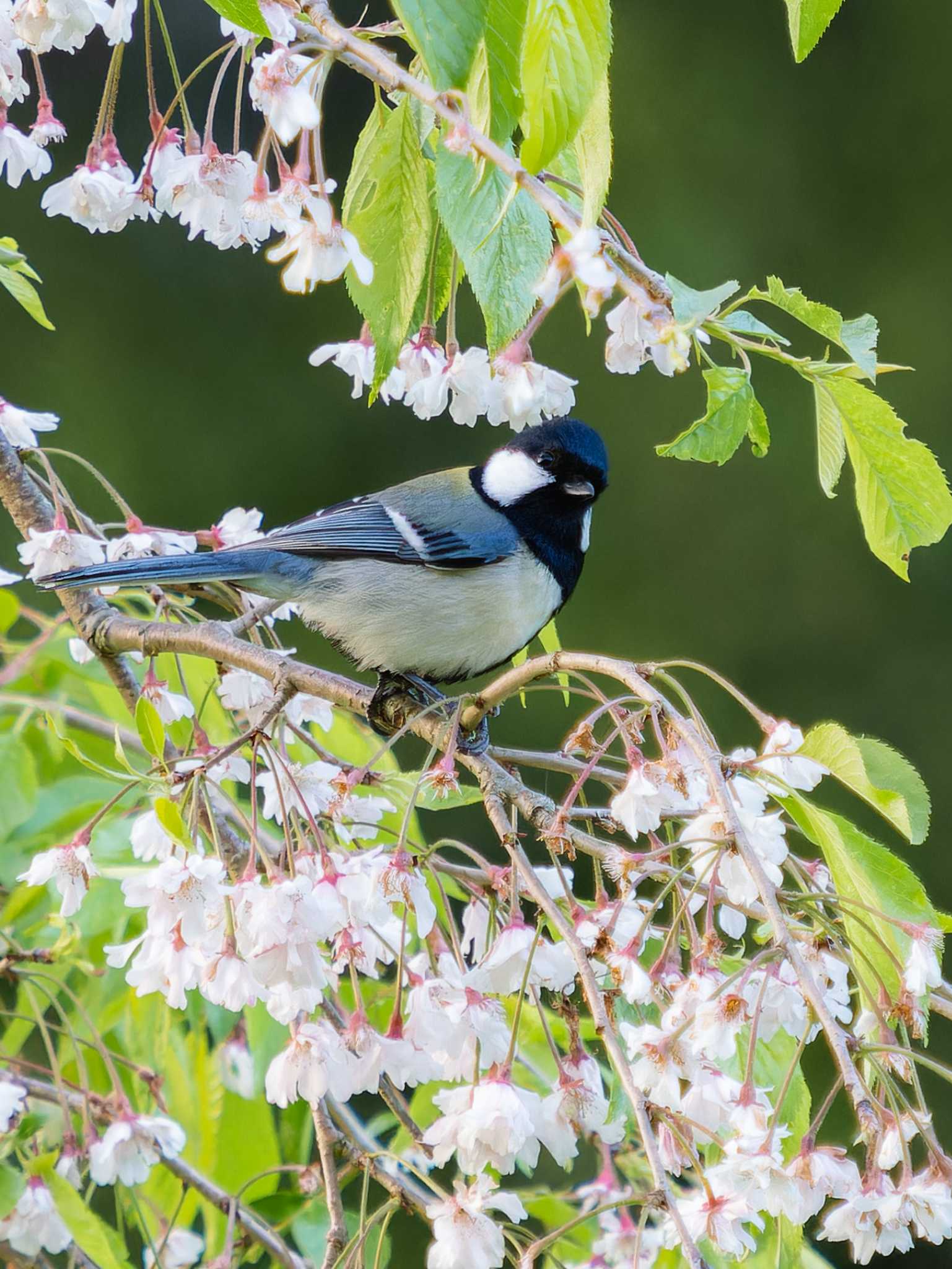 Photo of Japanese Tit at 木場ほたるの里(長崎市) by ここは長崎