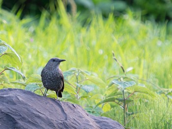 Blue Rock Thrush 木場ほたるの里(長崎市) Wed, 4/12/2023