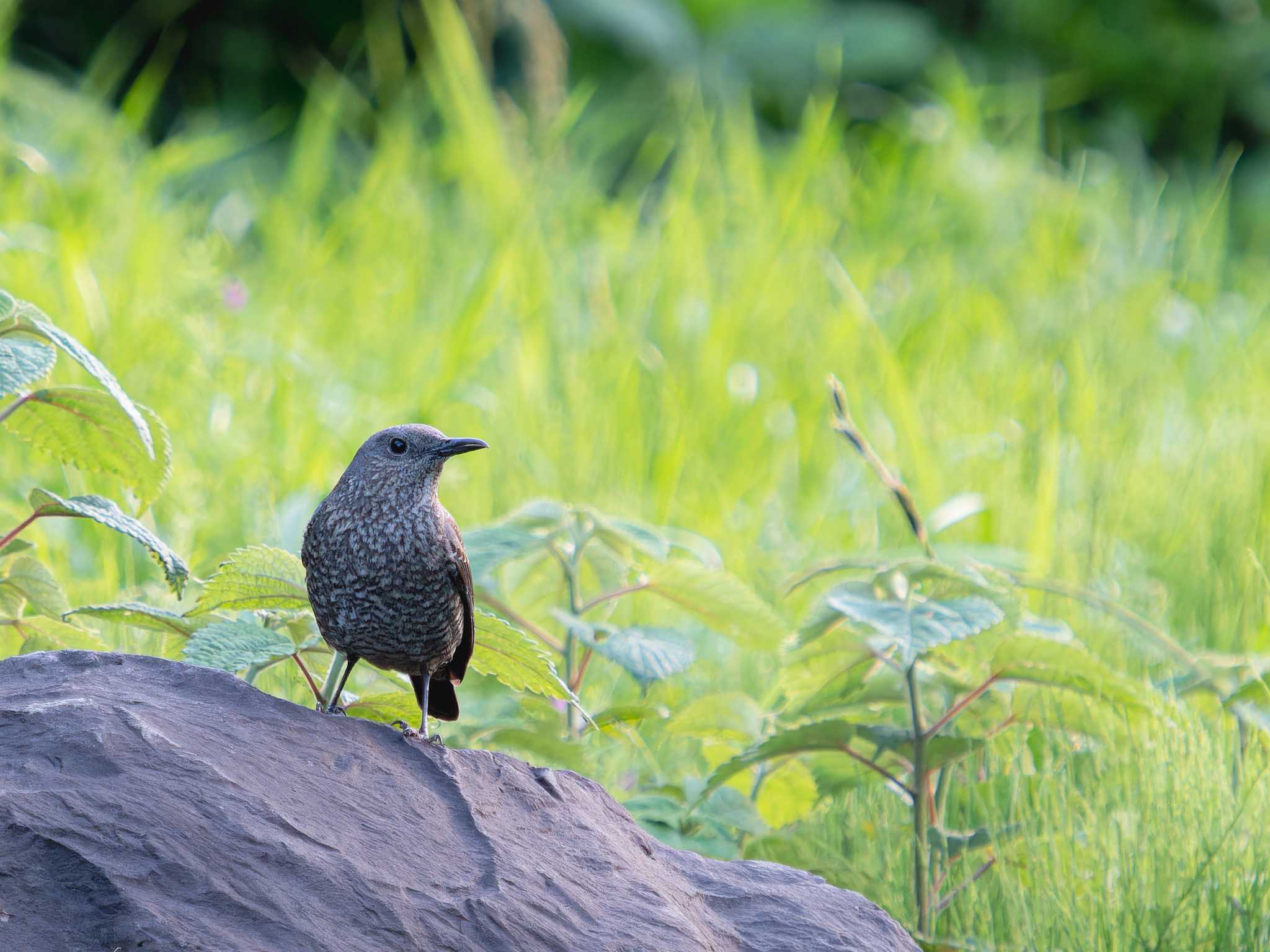 Photo of Blue Rock Thrush at 木場ほたるの里(長崎市) by ここは長崎