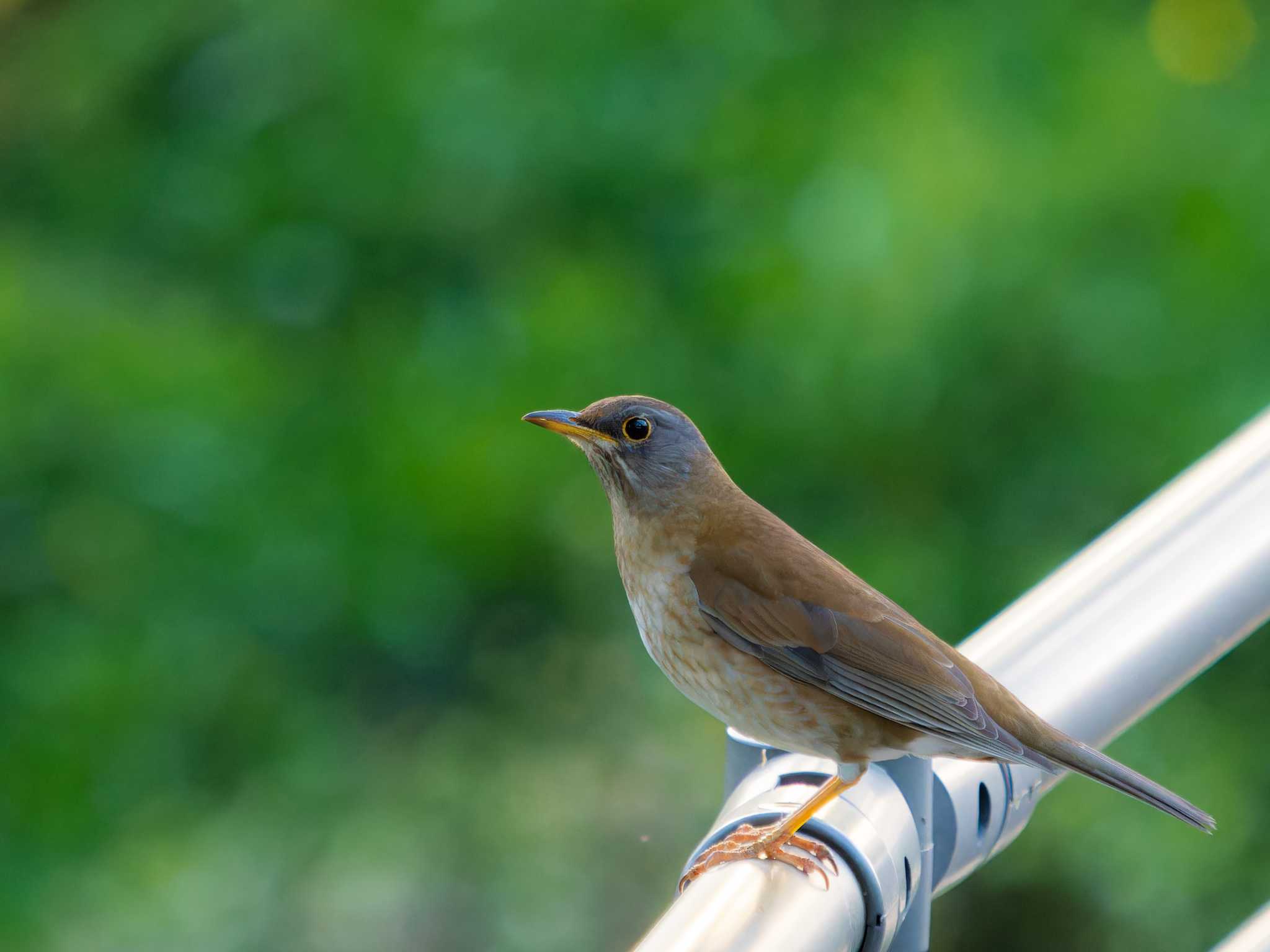 Pale Thrush