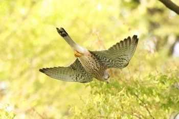 チョウゲンボウ 東京 2023年4月9日(日)