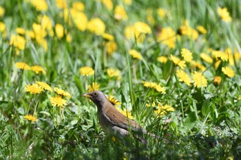 2023年4月9日(日) 井頭公園の野鳥観察記録