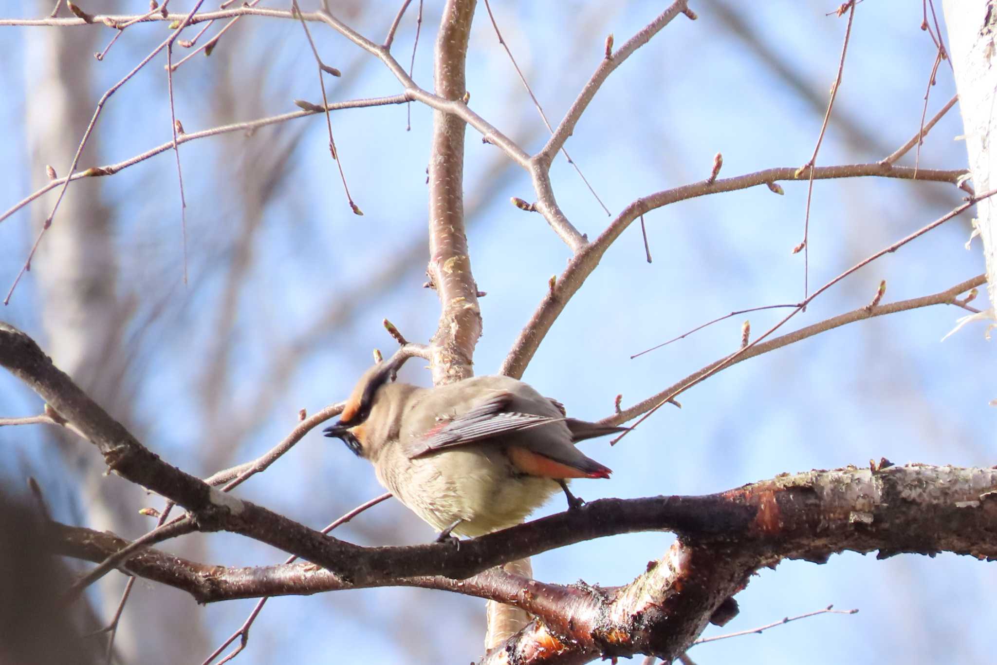 春光台公園 ヒレンジャクの写真 by 姉なめこ