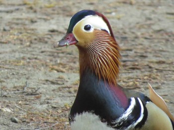 2018年5月28日(月) 札幌市内の野鳥観察記録