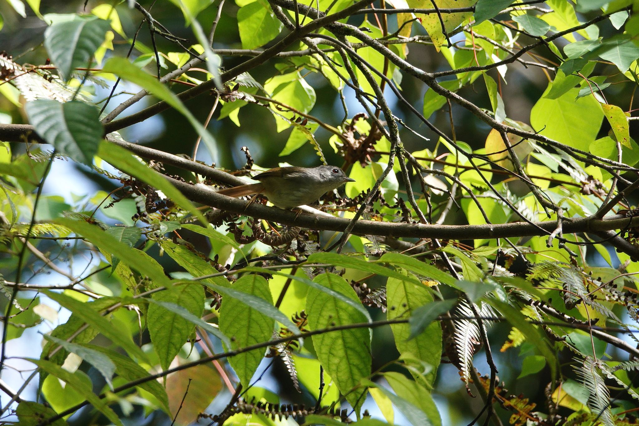 Mountain Fulvetta