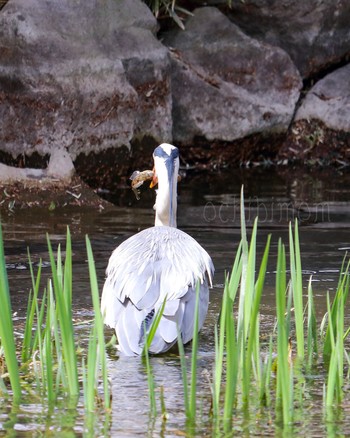 アオサギ 中島公園 2023年4月14日(金)