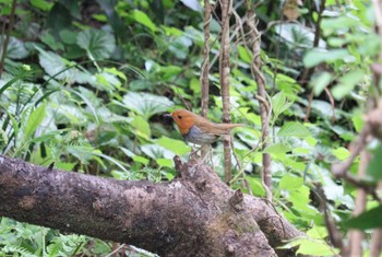 2023年4月14日(金) 吉田出来山公園(海津市)の野鳥観察記録