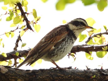 Dusky Thrush 安曇野市 Wed, 4/12/2023