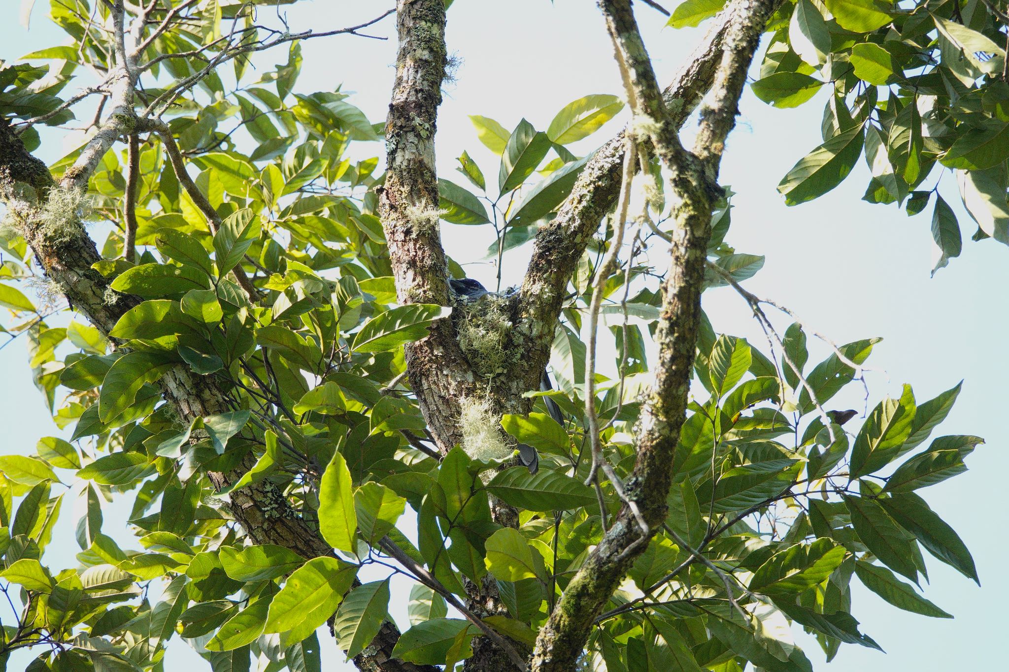 Large Cuckooshrike