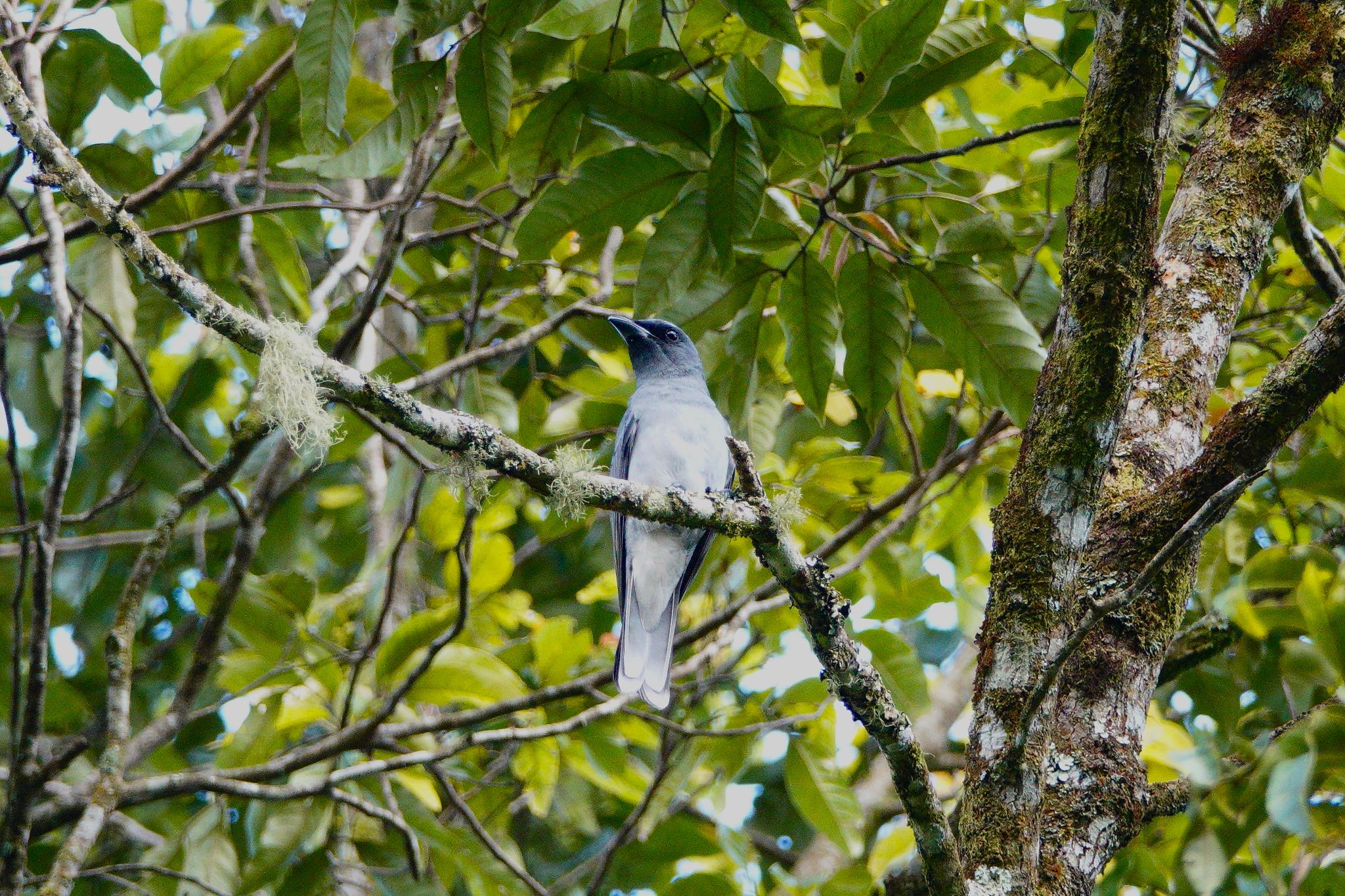 Large Cuckooshrike