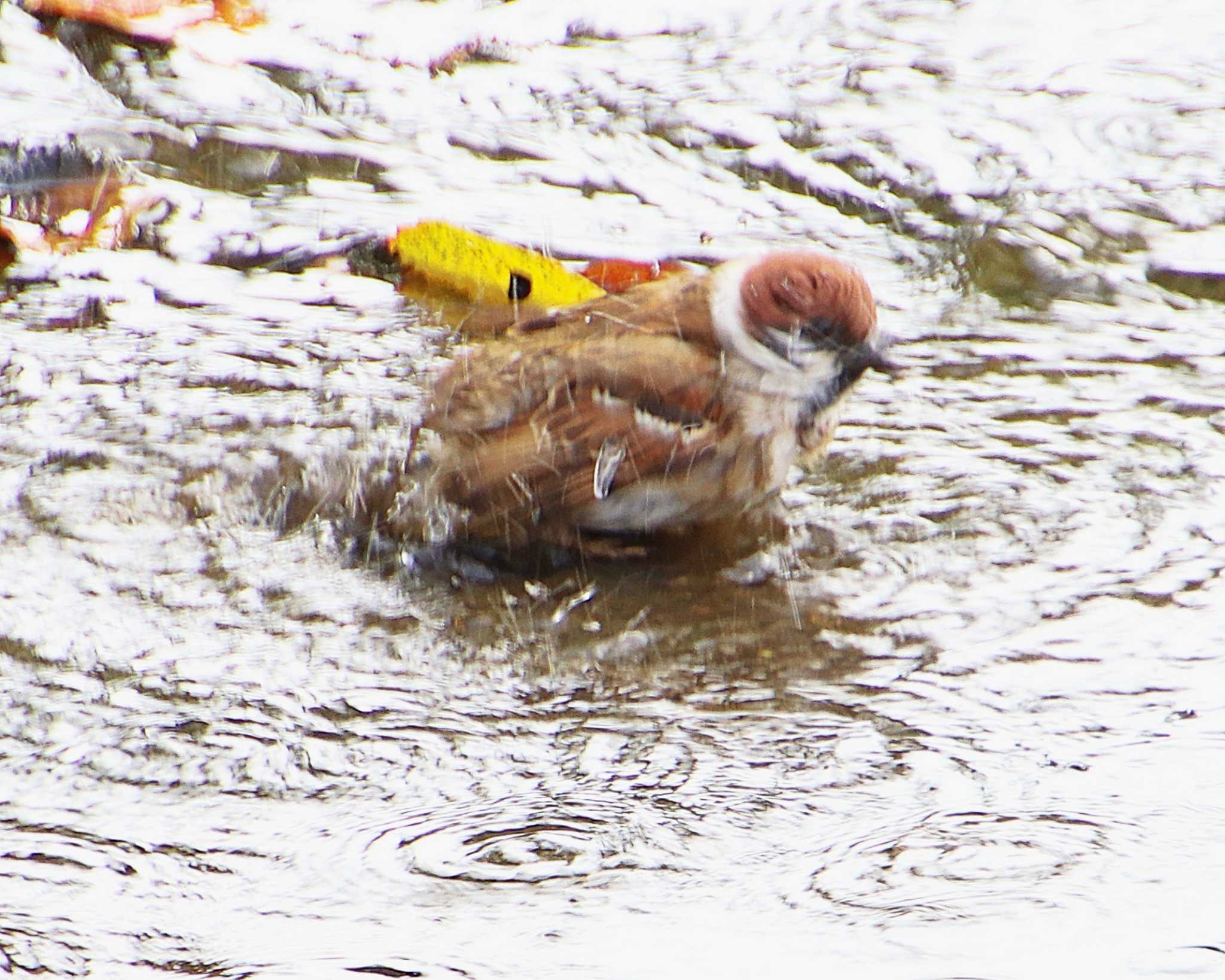 Eurasian Tree Sparrow