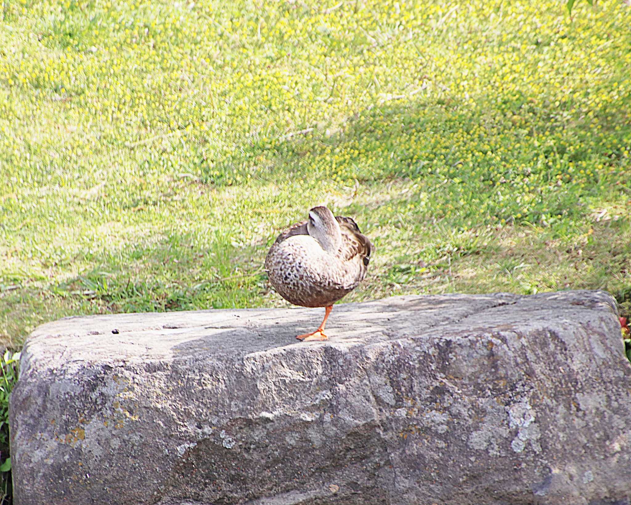 Eastern Spot-billed Duck