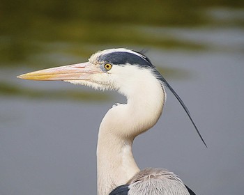 2023年4月14日(金) 大仙公園の野鳥観察記録