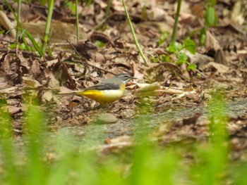 Grey Wagtail 菩提樹寺山 Fri, 4/14/2023