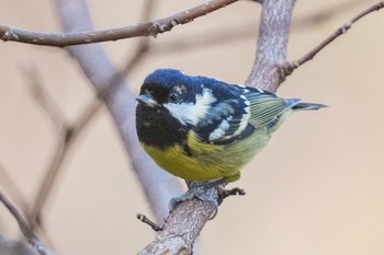 Yellow-bellied Tit 杉並区 Sun, 2/12/2023