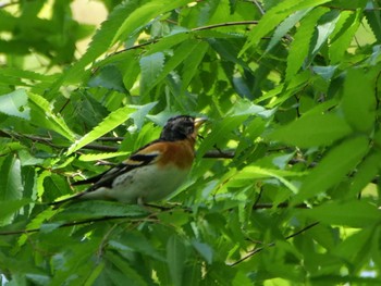 Brambling 埼玉県 Mon, 4/10/2023