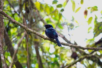 Lesser Racket-tailed Drongo Fraser's Hill Tue, 3/7/2023