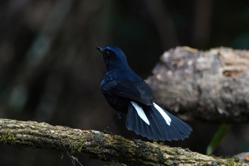 White-tailed Robin Fraser's Hill Tue, 3/7/2023