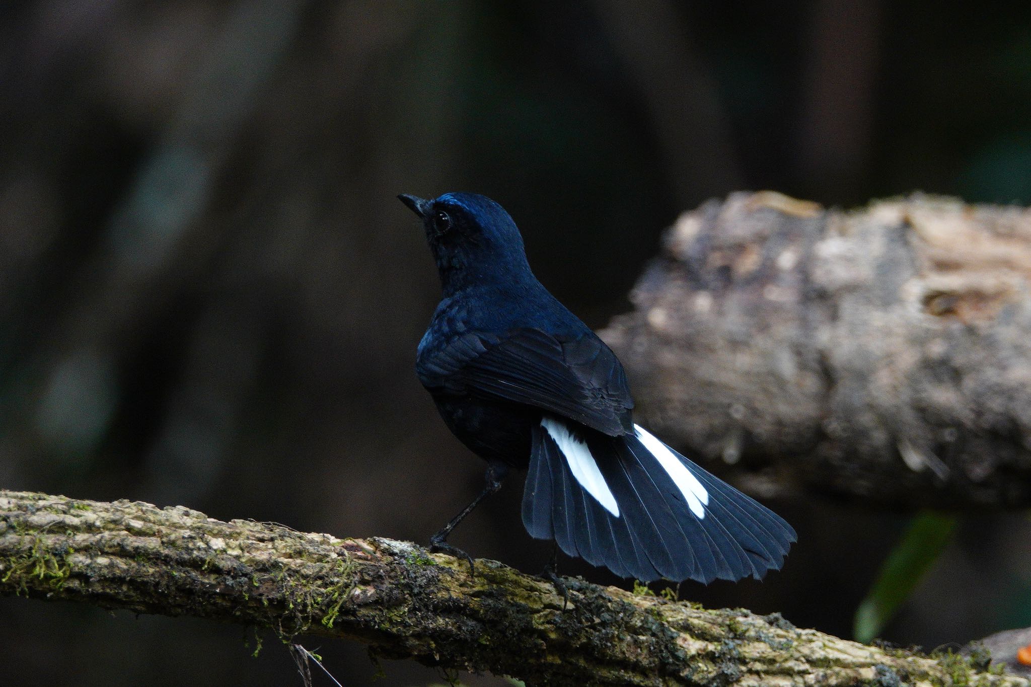 White-tailed Robin